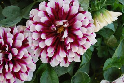 Starsister&reg; Dahlia DS 20-1