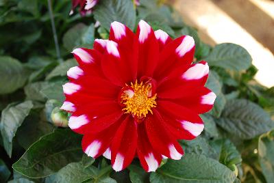 Starsister&reg; Dahlia DS 18-3
