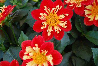 Starsister® Dahlia Scarlet and Yellow 