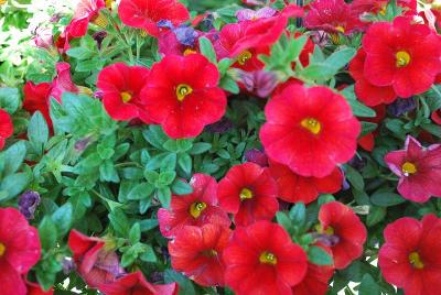 Calibrachoa Aloha Kona 'Fire Red'