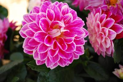 Starsister&reg; Dahlia DS 26-8