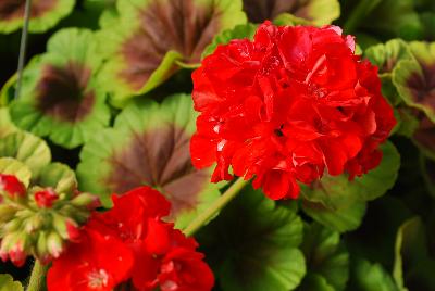 Brocade Geranium Fire 