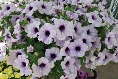 Surprise Petunia Lavender 