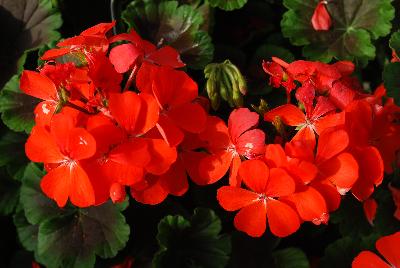 Brocade Geranium Dark Fire 