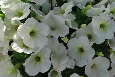 Potunia Plus Petunia White 