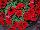 Sweetunia Petunia Hot Rod Red 2015 