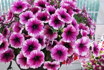 Sweetunia Petunia Purple Touch 