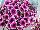 Sweetunia Petunia Purple Touch 