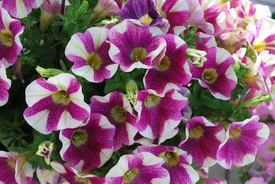 Sweetunia Petunia Hot Pink Touch 