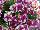 Sweetunia Petunia Hot Pink Touch 