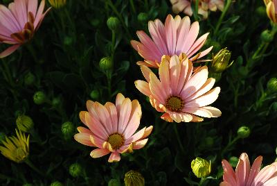 Margarita Osteospermum Ost 1463
