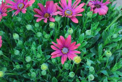Margarita Osteospermum Ost 1467