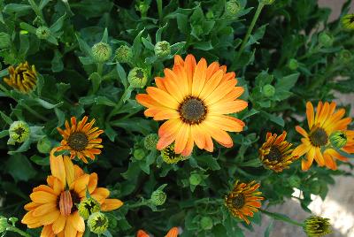 Margarita Osteospermum Q12-6059-502