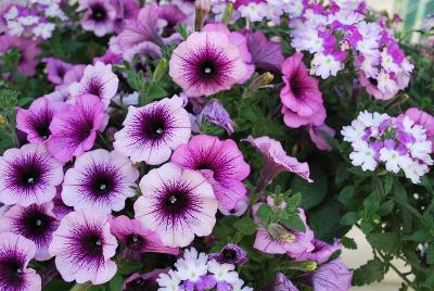 COMBO Confetti Garden 'Shocking Purple'