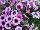 Confetti Garden COMBO Shocking Purple 