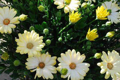 Margarita Osteospermum Ost 1453