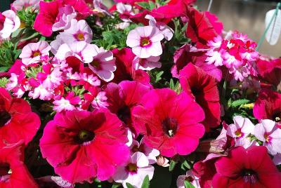 COMBO Confetti Garden 'Shocking Pink'