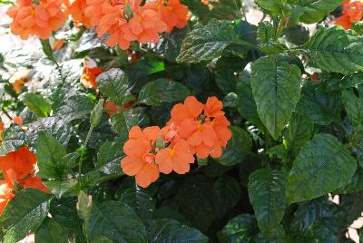 Crossandra  'Orange Marmalade'