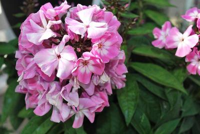 Flame Phlox Pink Eye 