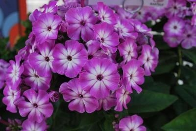 Flame Phlox 'Purple Eye'