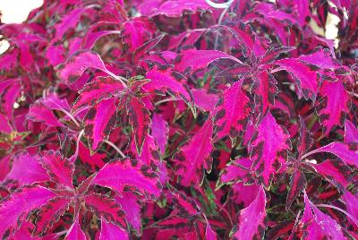 Coleus Stained Glassworks™ 'Luminesce'