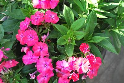 Flame Phlox Coral 