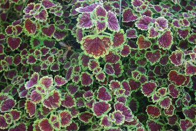 Coleus Stained Glassworks™ 'Burgundy Wedding Train'