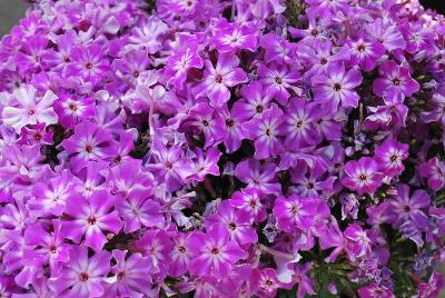 Flame Phlox 'Early Purple'