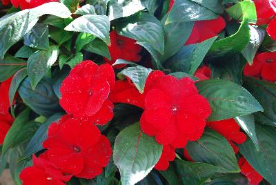 Tamarinda® New Guinea Impatiens Red