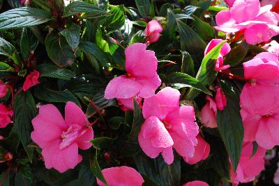 Tamarinda® New Guinea Impatiens Pink