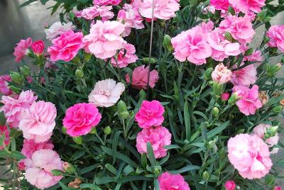 Dianthus Sunflor 'Pink Panther'