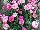 Sunflor Dianthus Pink Panther 