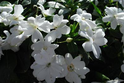 Tamarinda® New Guinea Impatiens White