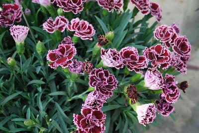 Sunflor Dianthus Finesse 