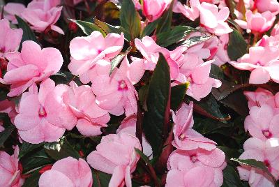 Tamarinda® New Guinea Impatiens Soft Pink