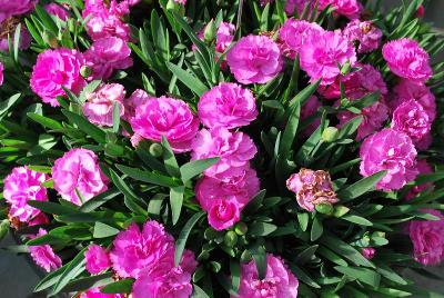 Sunflor Dianthus Faganza 