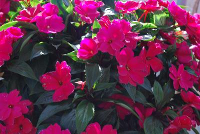 Tamarinda&reg; New Guinea Impatiens Purple 