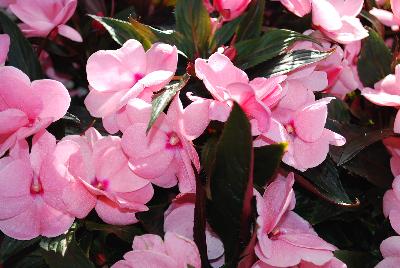 Tamarinda&reg; New Guinea Impatiens Soft Pink 
