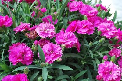 Sunflor Dianthus Fygi 