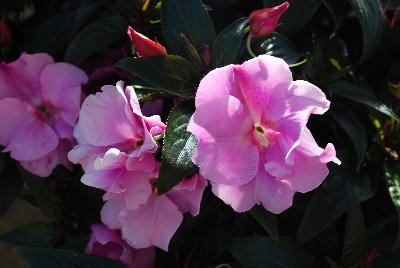 Paradise™ New Guinea Impatiens Rococo Lavender