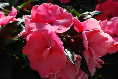 Paradise™ New Guinea Impatiens Rococo Coral