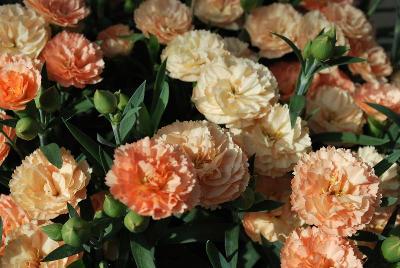 Dianthus Sunflor 'Luigi'