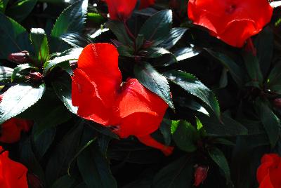 Paradise™ New Guinea Impatiens Rococo Orange