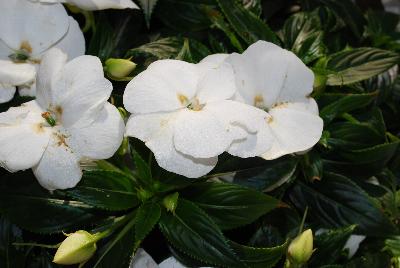 Pure Beauty™ New Guinea Impatiens White