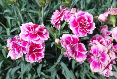 Dianthus Odessa 'Easy Pink'