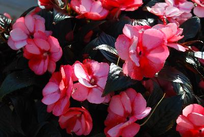 Pure Beauty™ New Guinea Impatiens Red on Pink