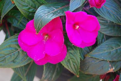 Pure Beauty™ New Guinea Impatiens Violet