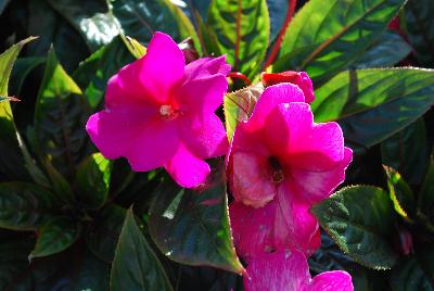 Paradise™ New Guinea Impatiens Fuchsia