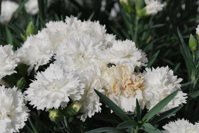 Dianthus Odessa 'Pure'