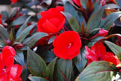 Paradise™ New Guinea Impatiens Bright Red 